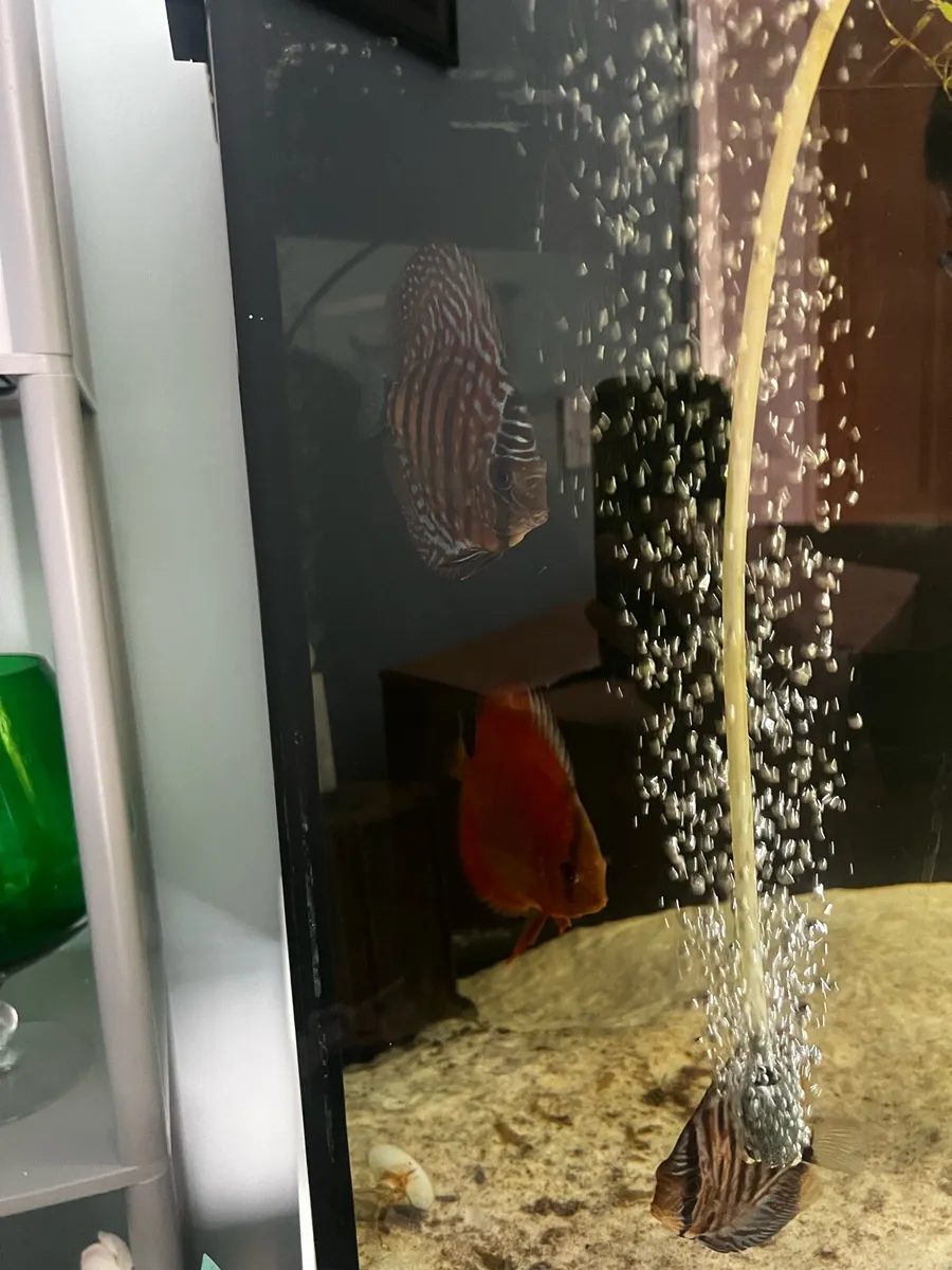 Aquariums & Freshwater Fish - Image 4