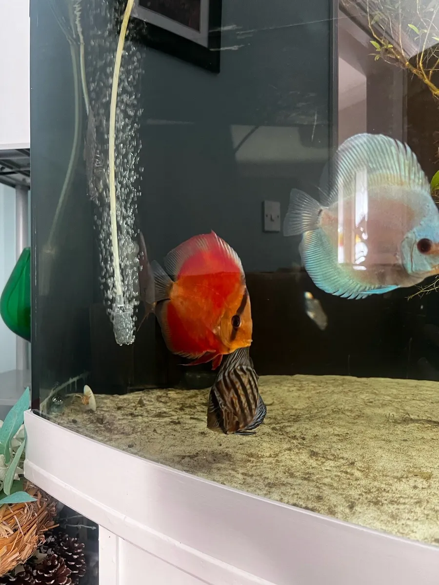 Aquariums & Freshwater Fish - Image 3