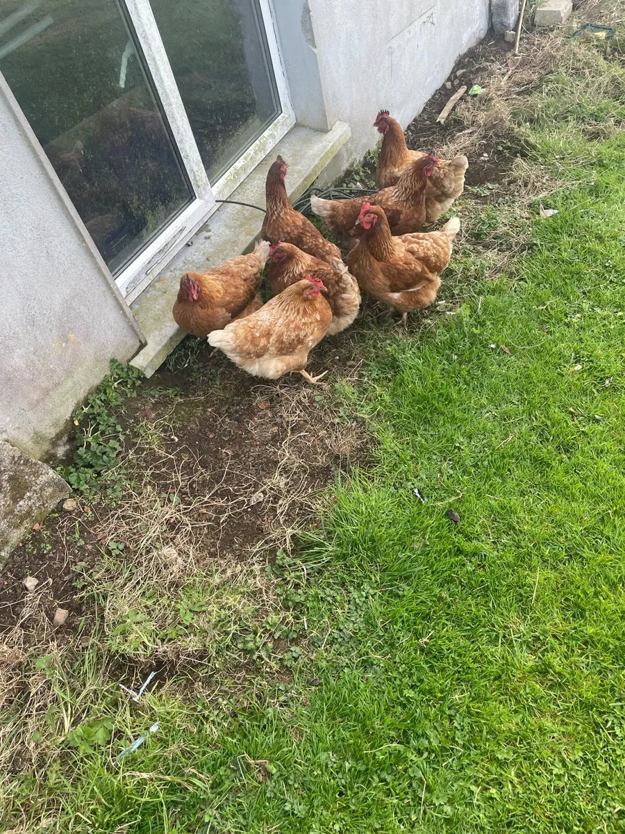 Chickens - Image 1