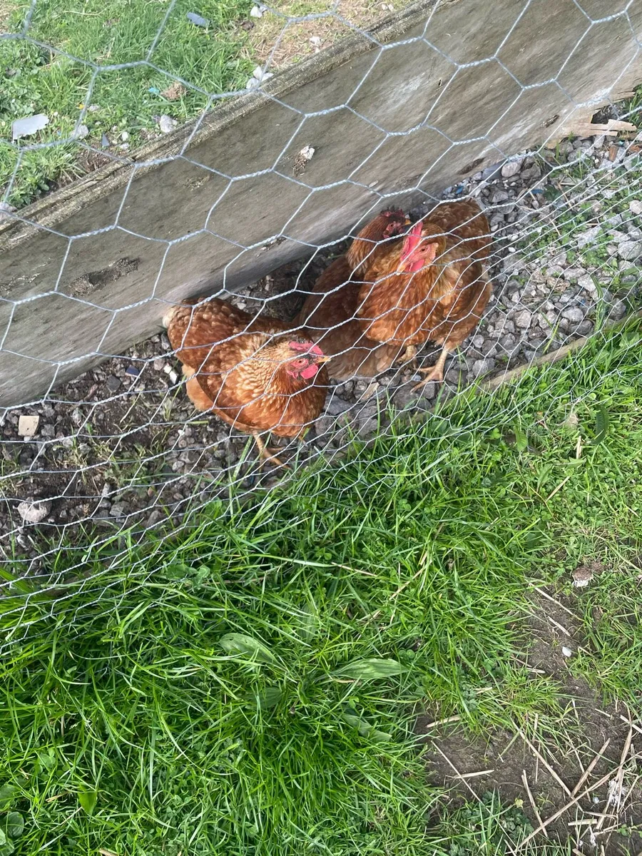 Chickens - Image 2