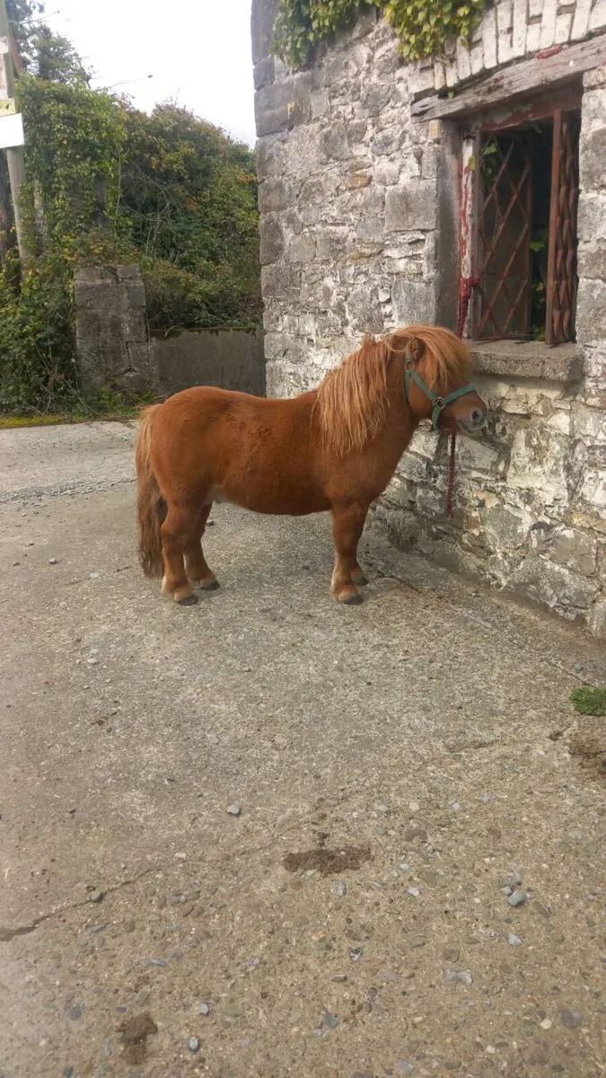 Shetland pony for sale - Image 1