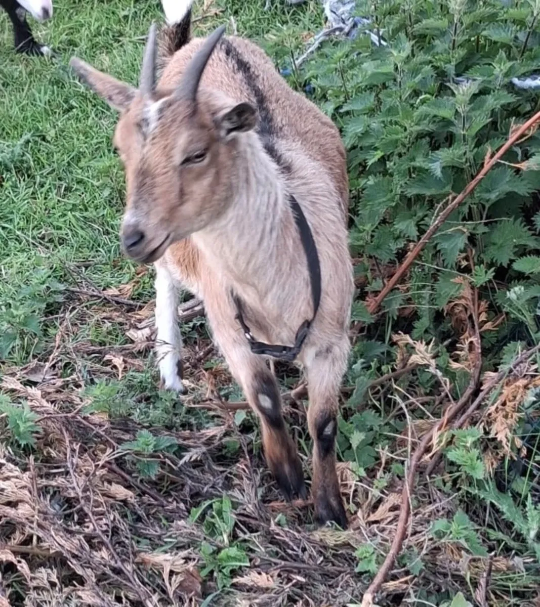 Female Pygmy goat - Image 1
