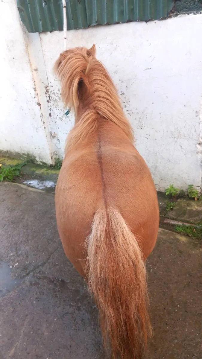 Shetland pony for sale - Image 4