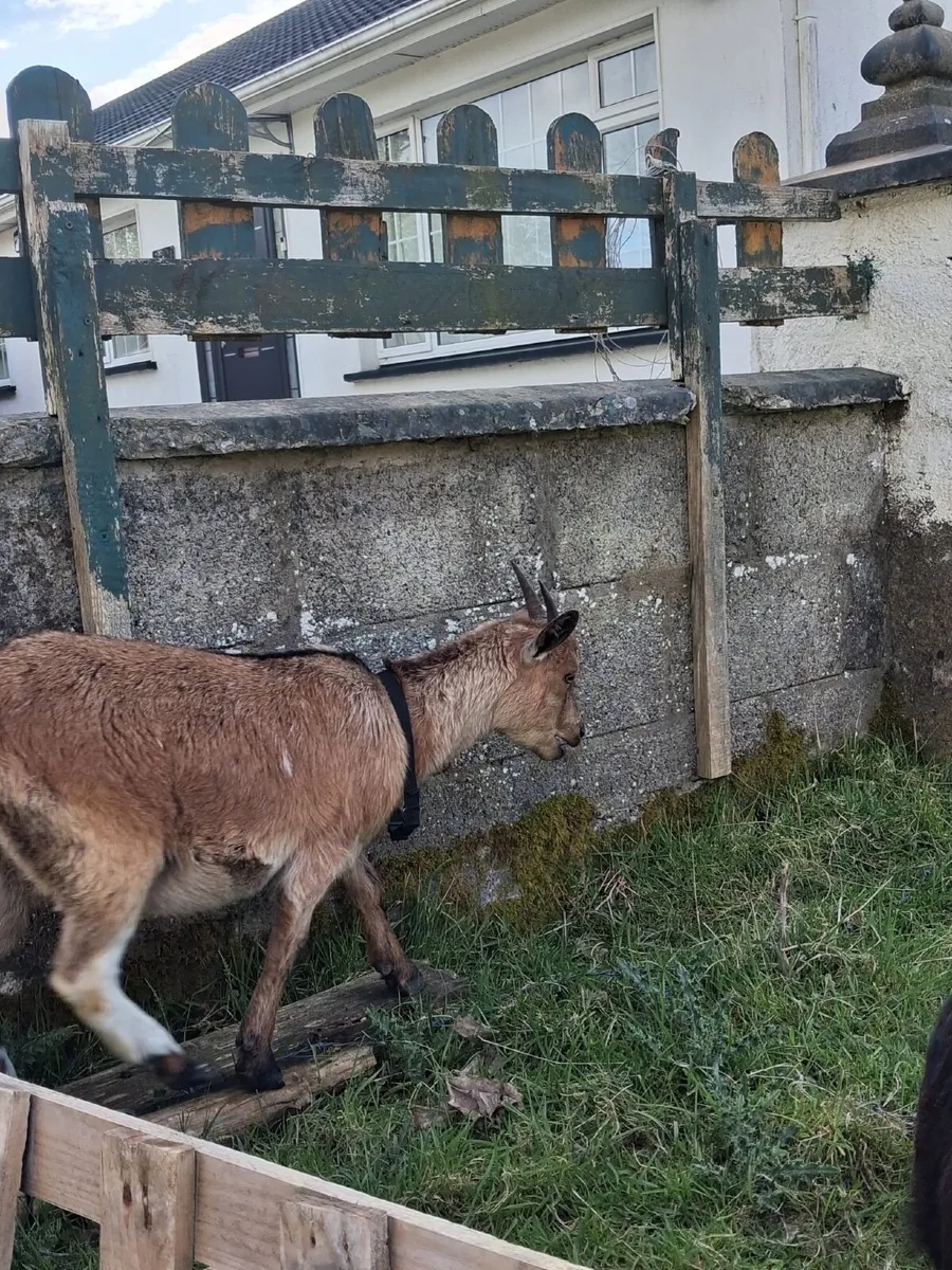 Female Pygmy goat - Image 2