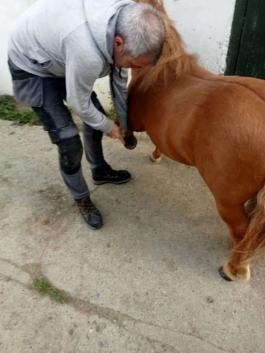 Shetland pony for sale - Image 2