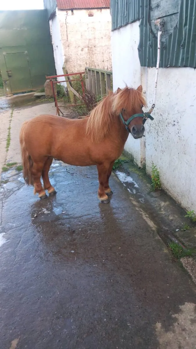 Shetland pony for sale - Image 3