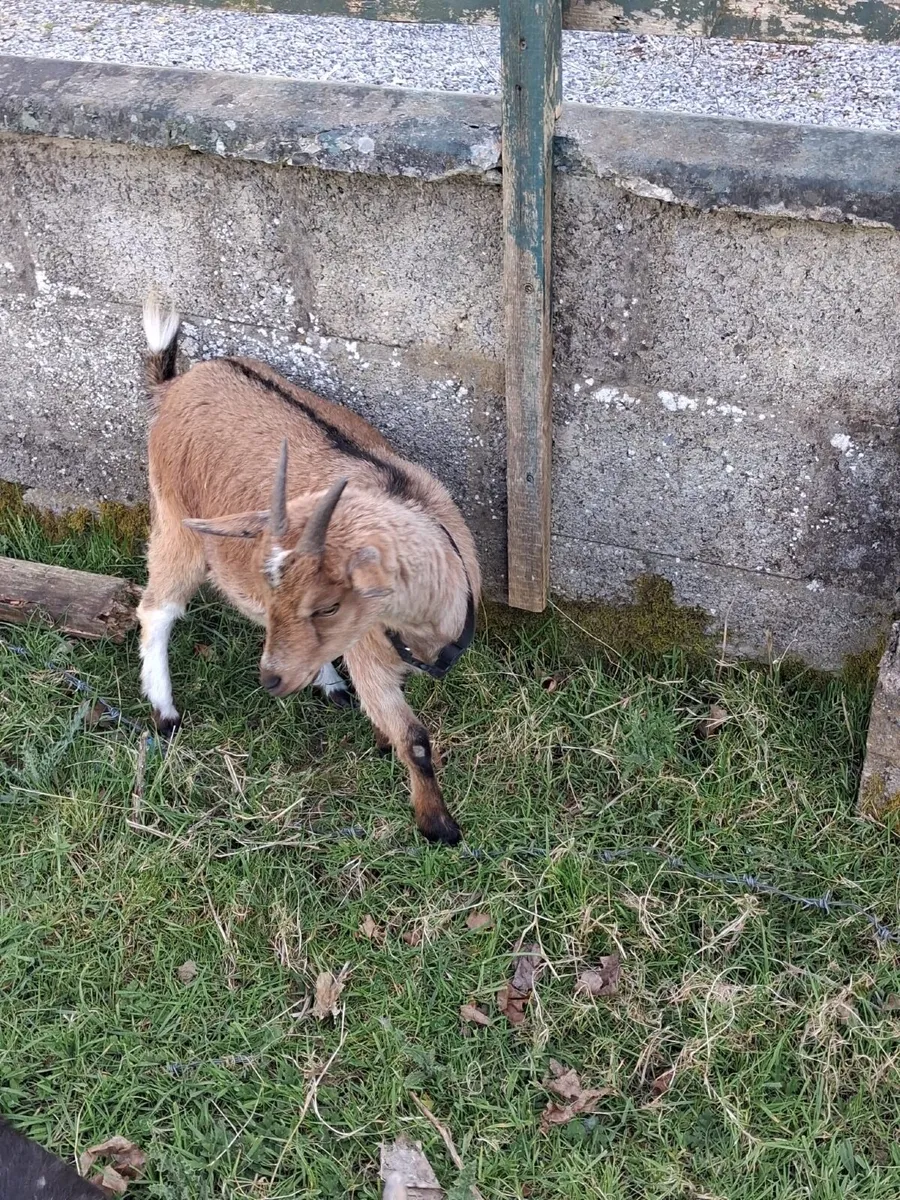 Female Pygmy goat - Image 3