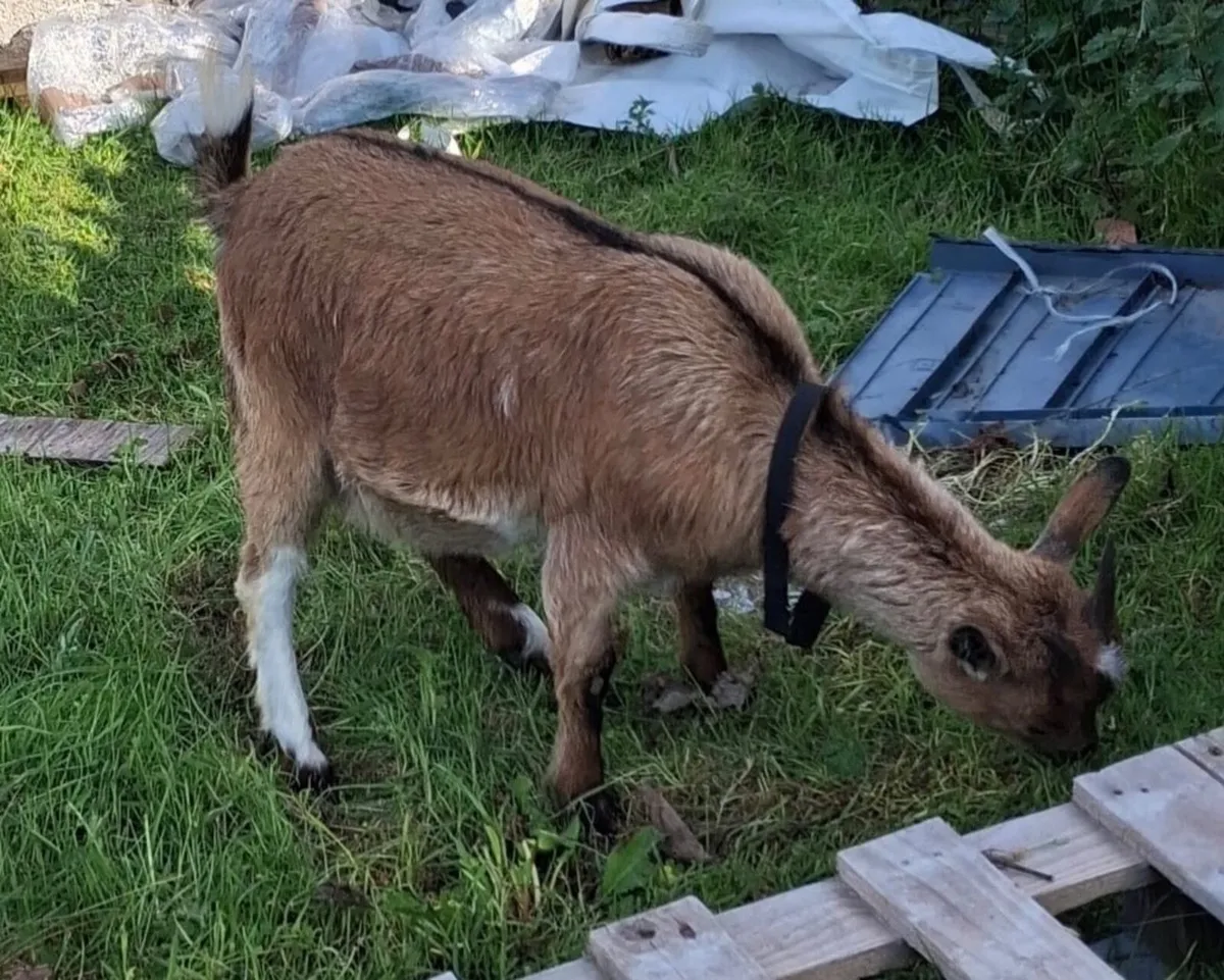 Female Pygmy goat - Image 4