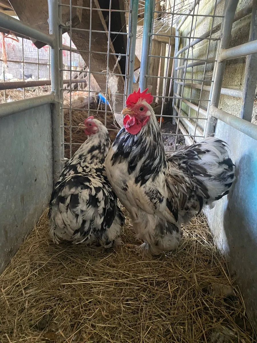 Pairs , hens & chicks - Image 4