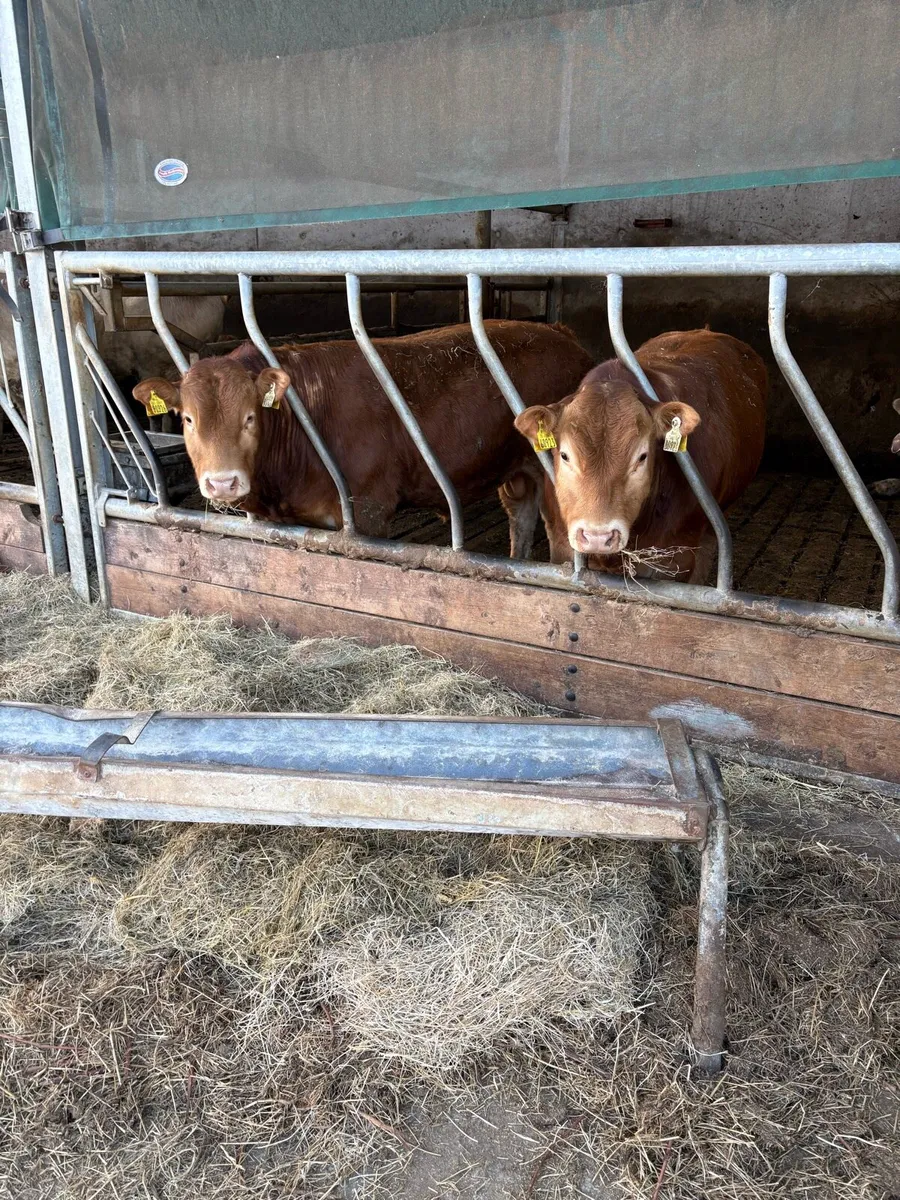 Limousin bulls - Image 1