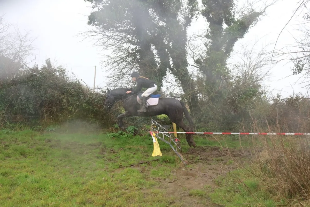 Cob gelding - Image 2