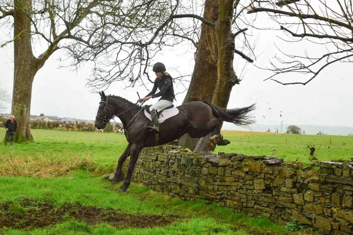 Cob gelding - Image 3