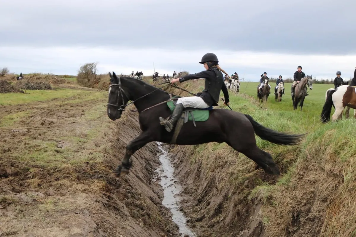 Cob gelding - Image 4