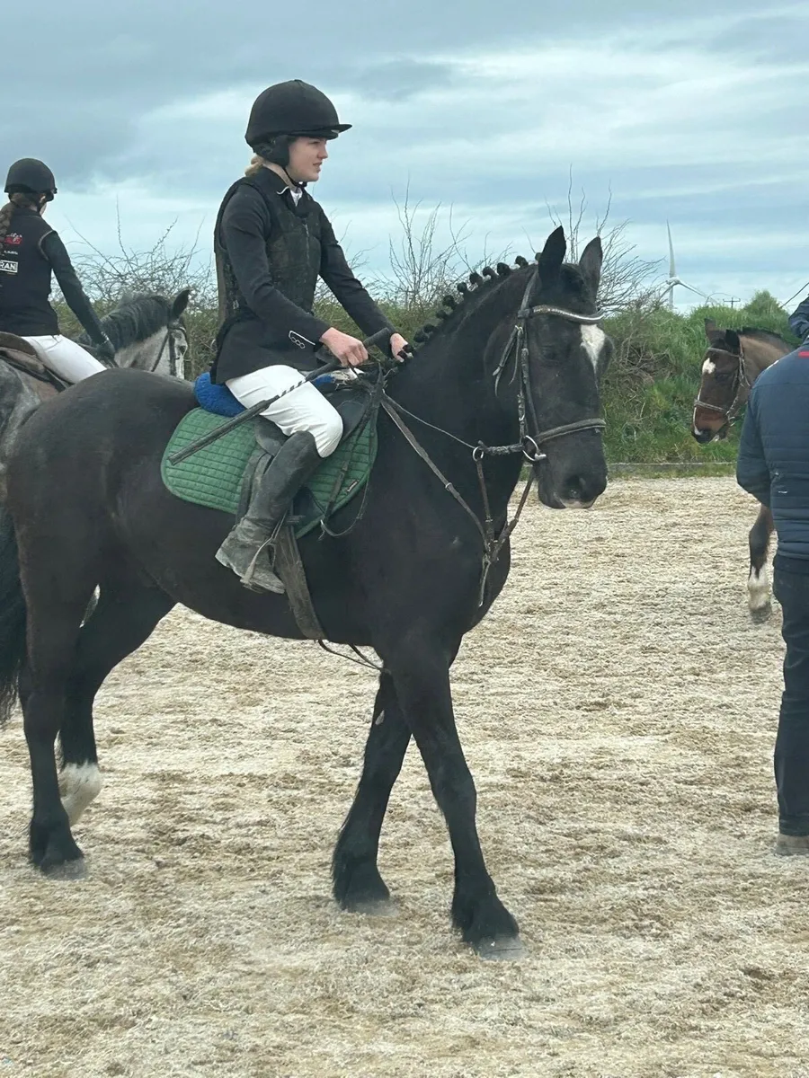 Cob gelding - Image 1
