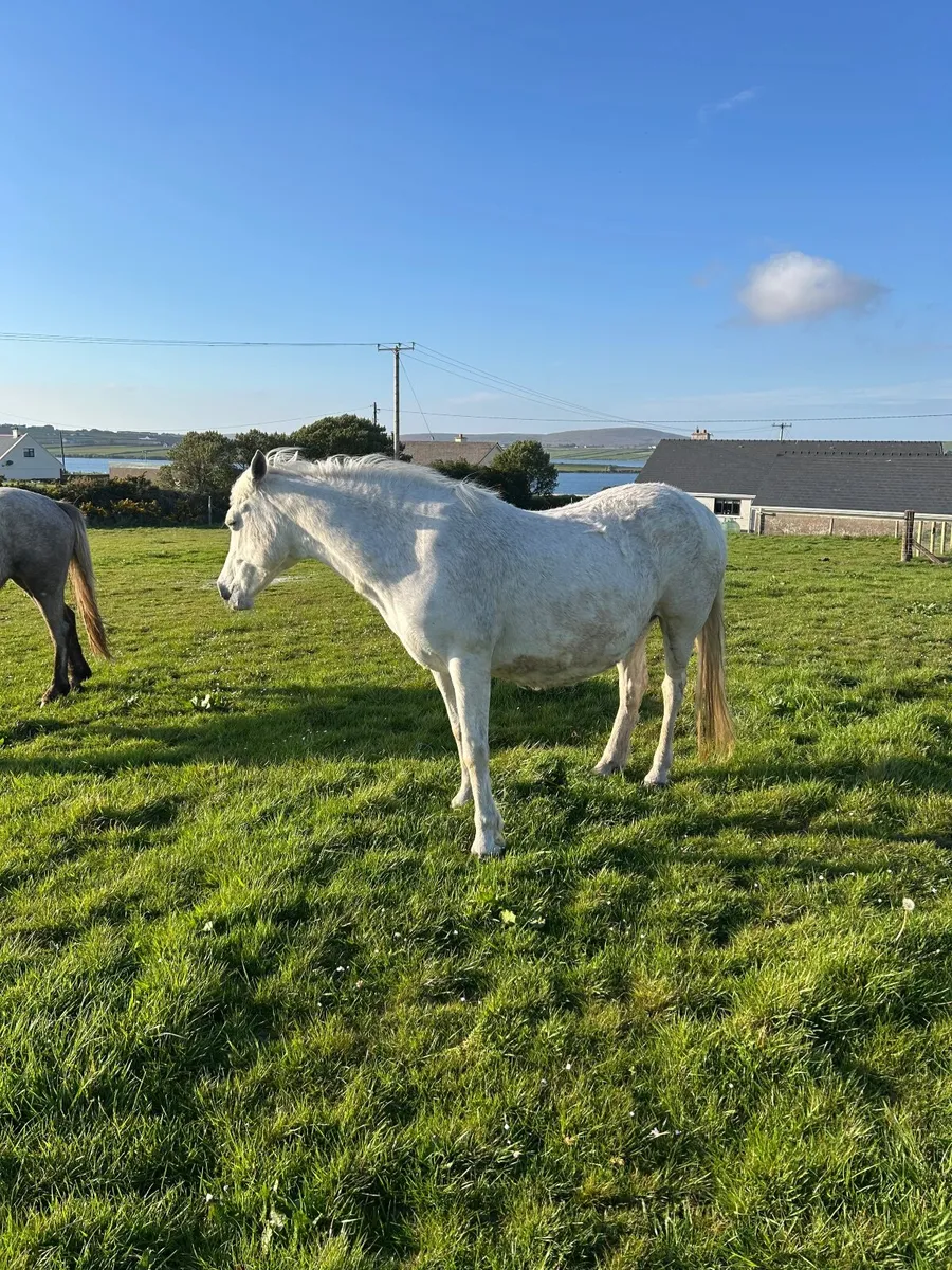 Pony connemara - Image 2