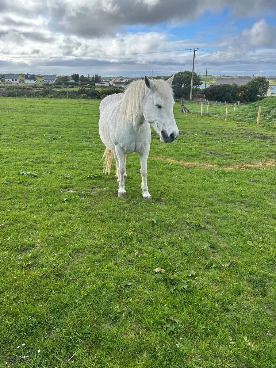 Pony connemara - Image 3