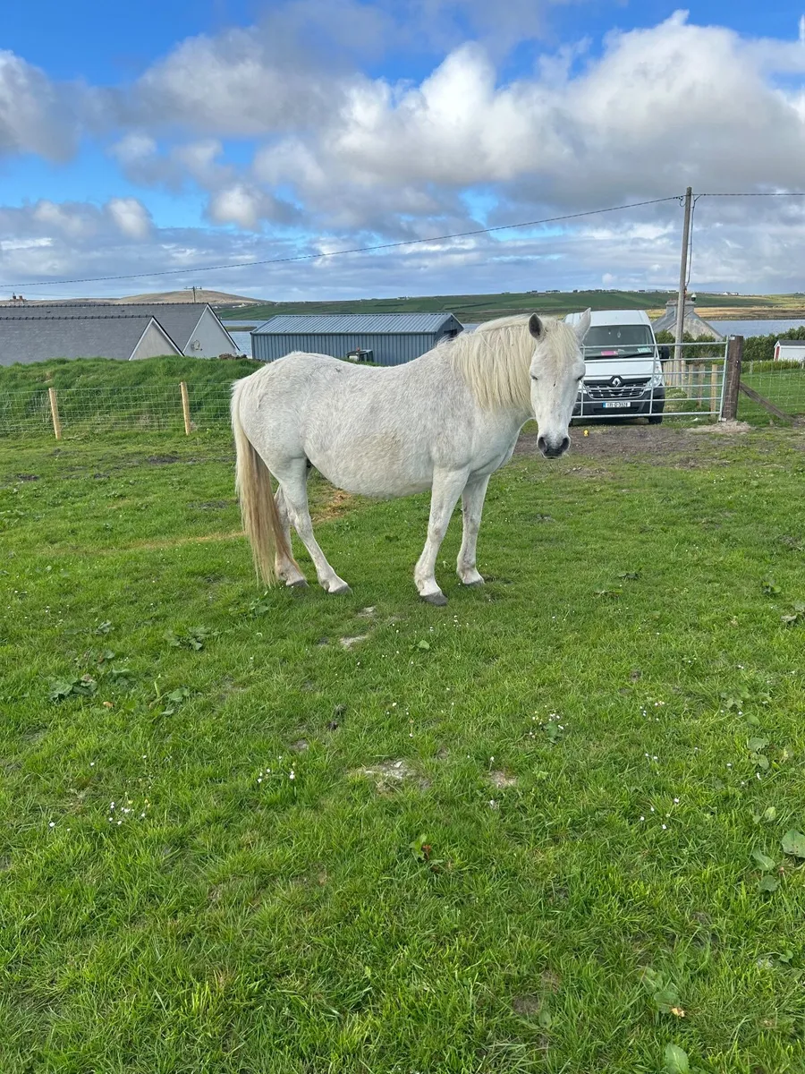 Pony connemara - Image 1