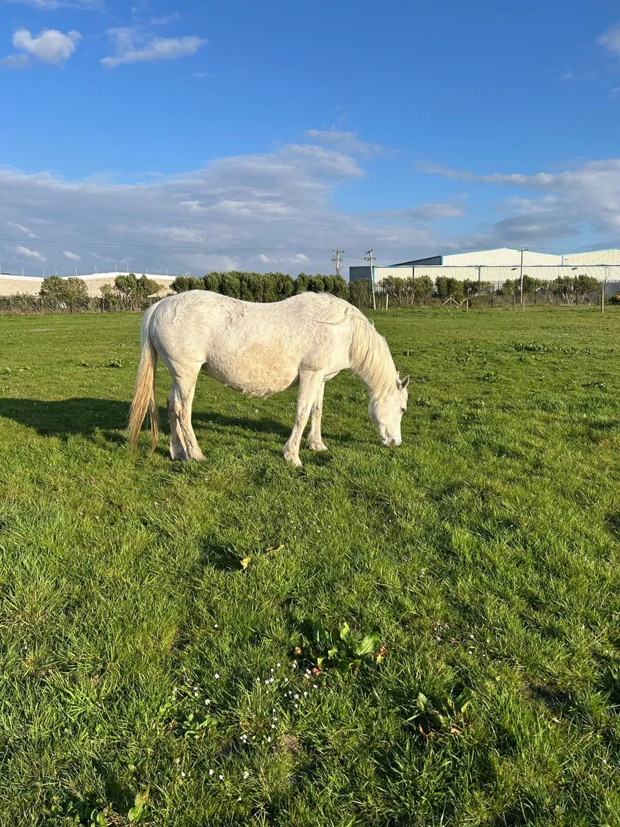 Pony connemara - Image 4