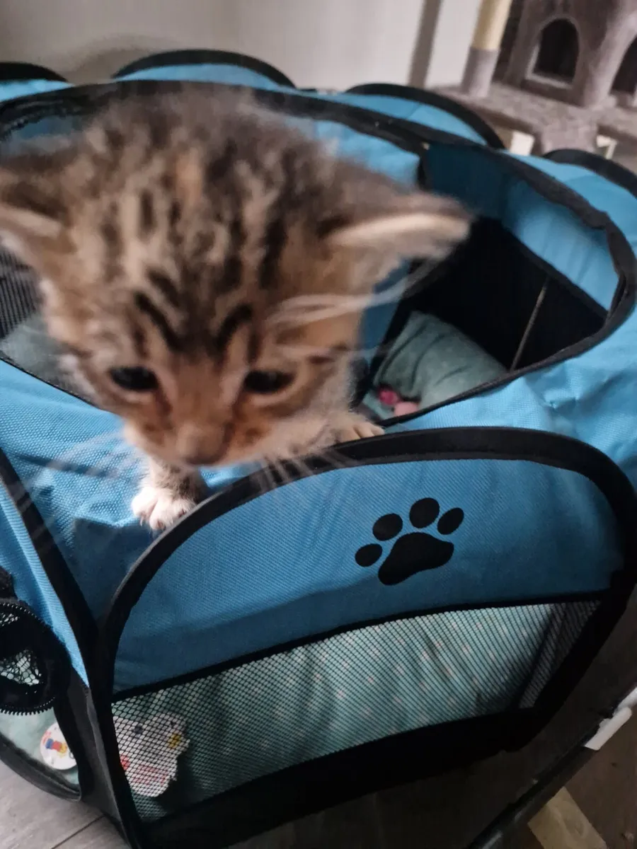Kittens - Image 1