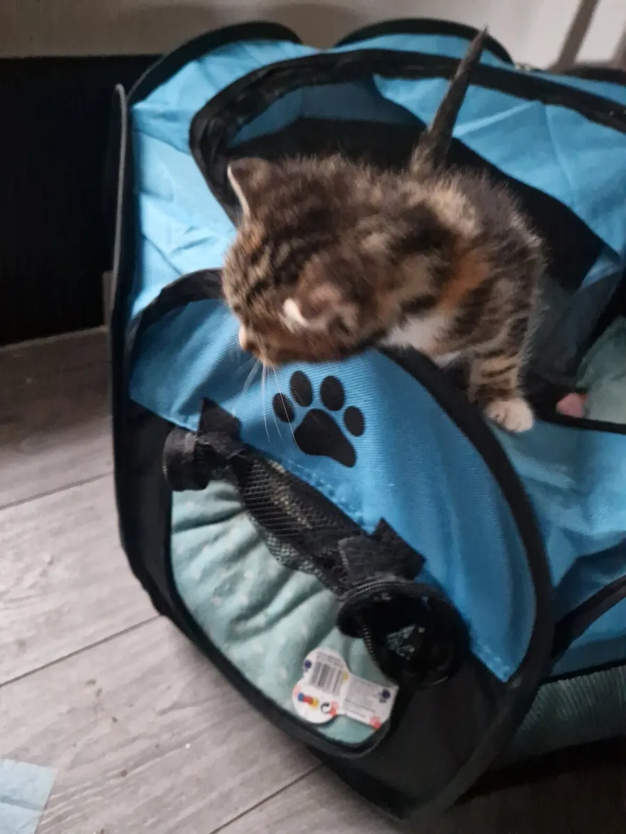 Kittens - Image 2