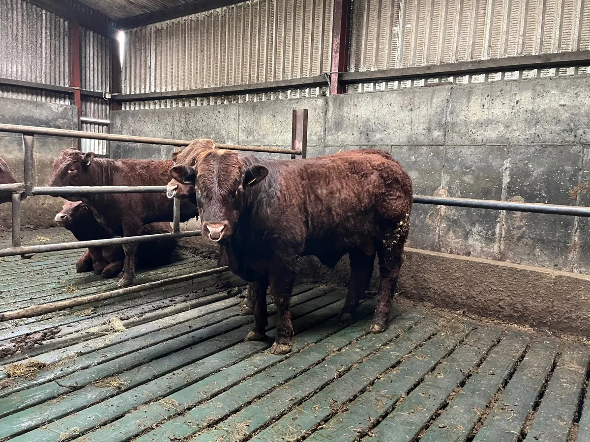 Saler Bull - Image 2