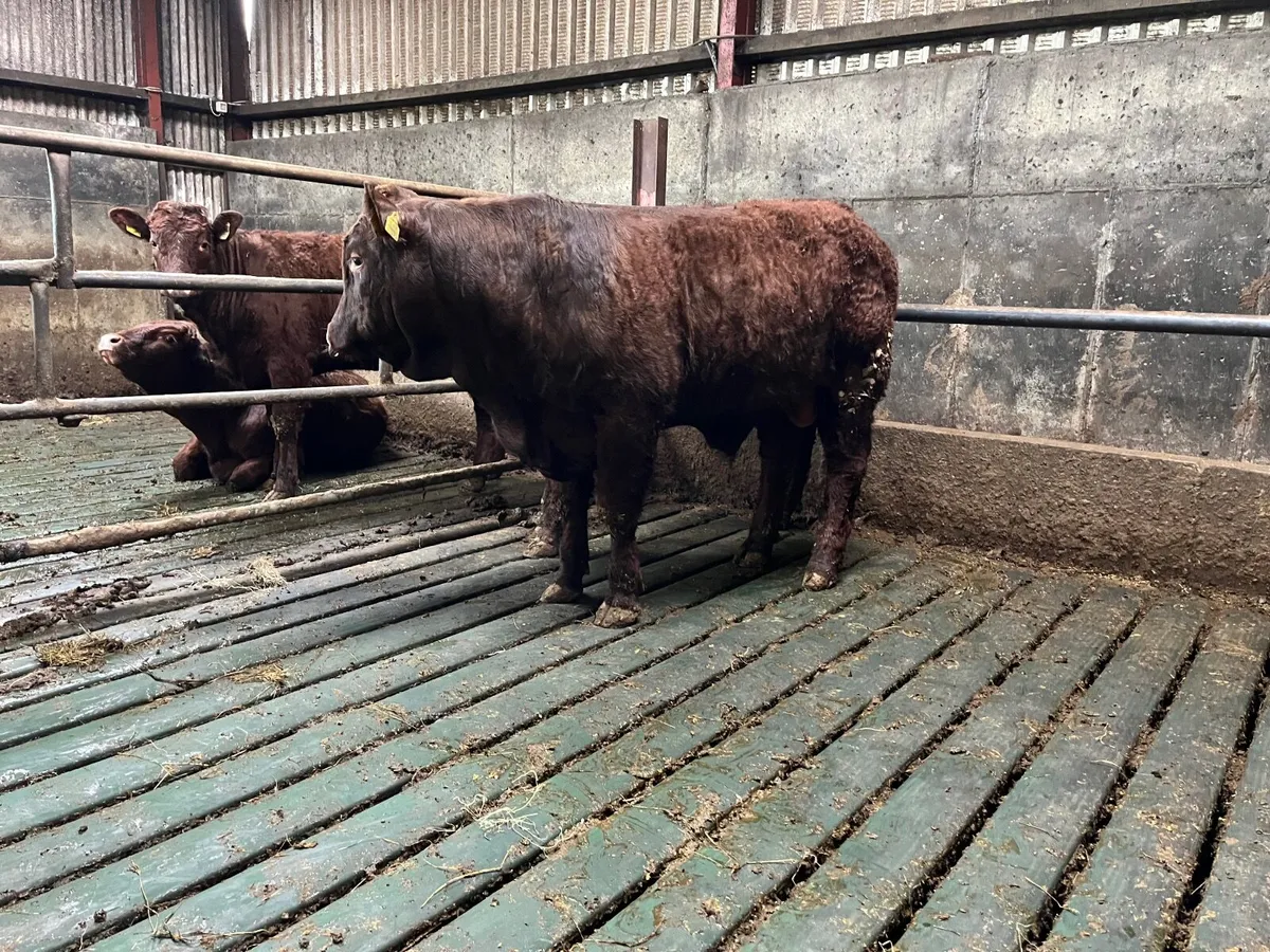 Saler Bull - Image 3