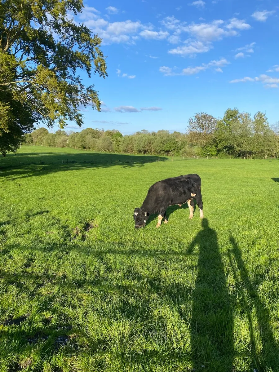 Vasectomised Bull - Image 1