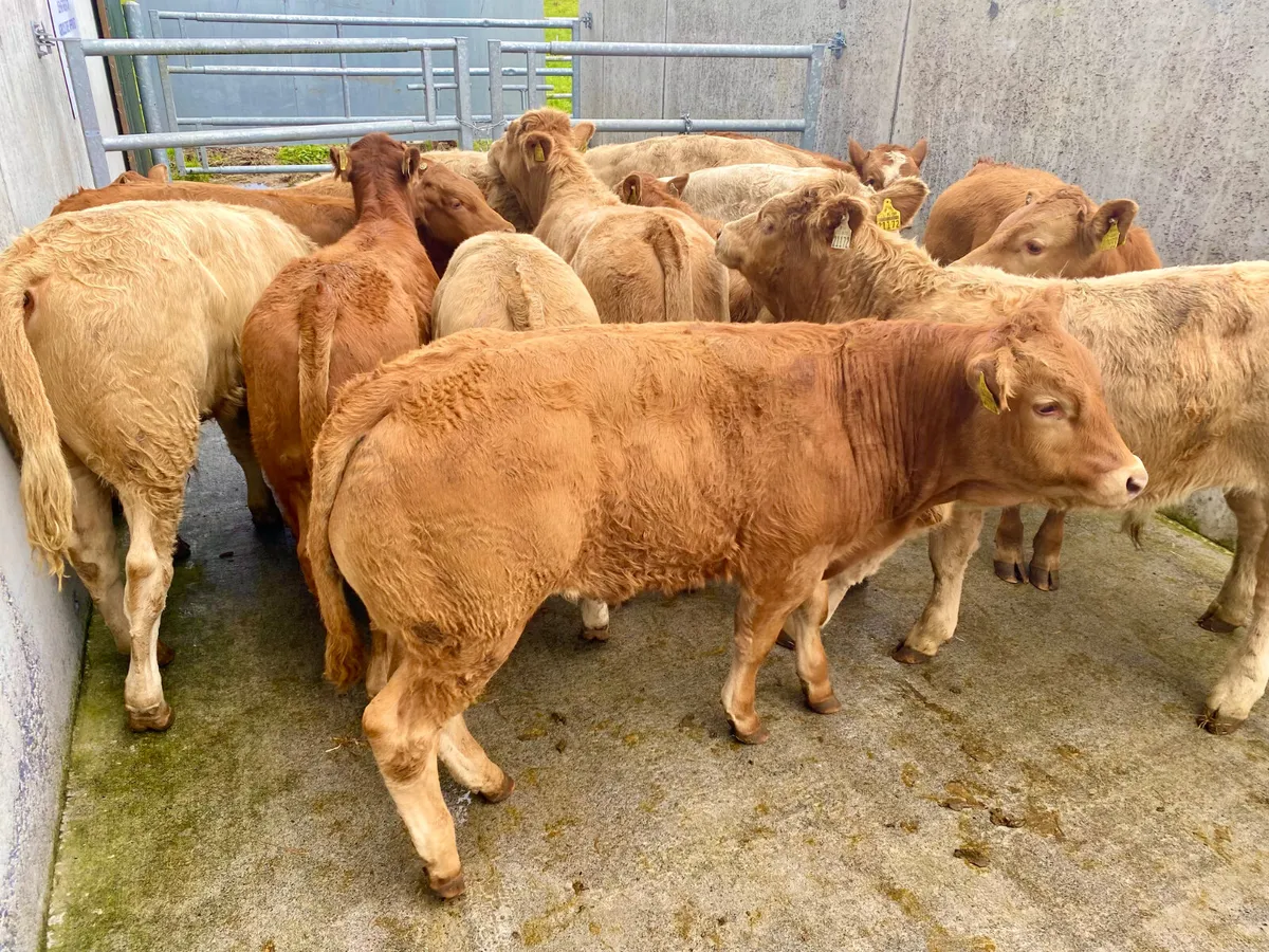 Do U Need Charolais Cattle - Image 1