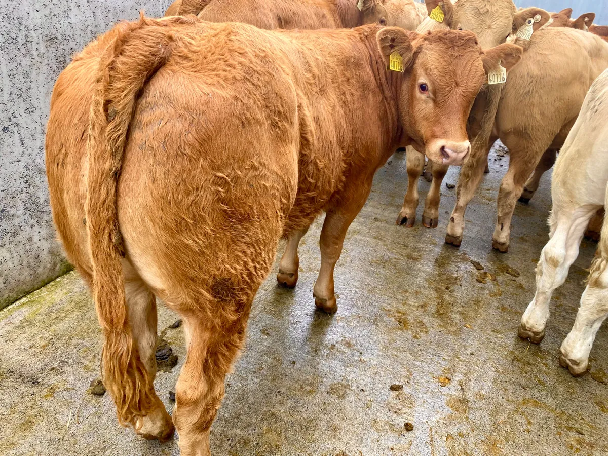 Do U Need Charolais Cattle - Image 4