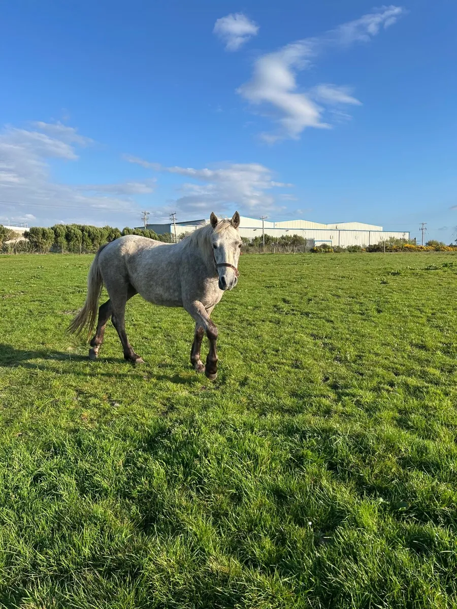 Pony Connemara - Image 1
