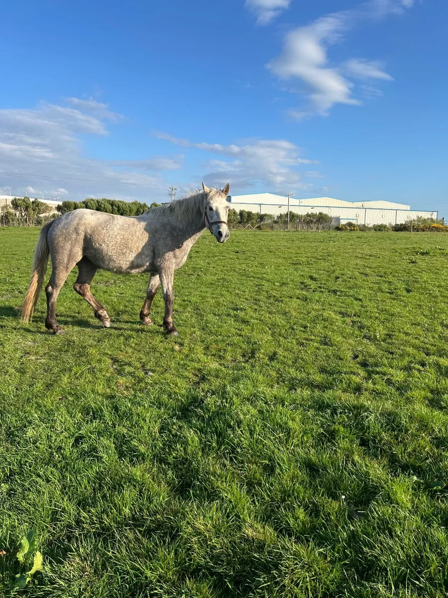 Pony Connemara - Image 2