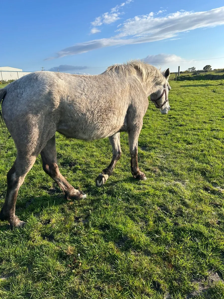 Pony Connemara - Image 3