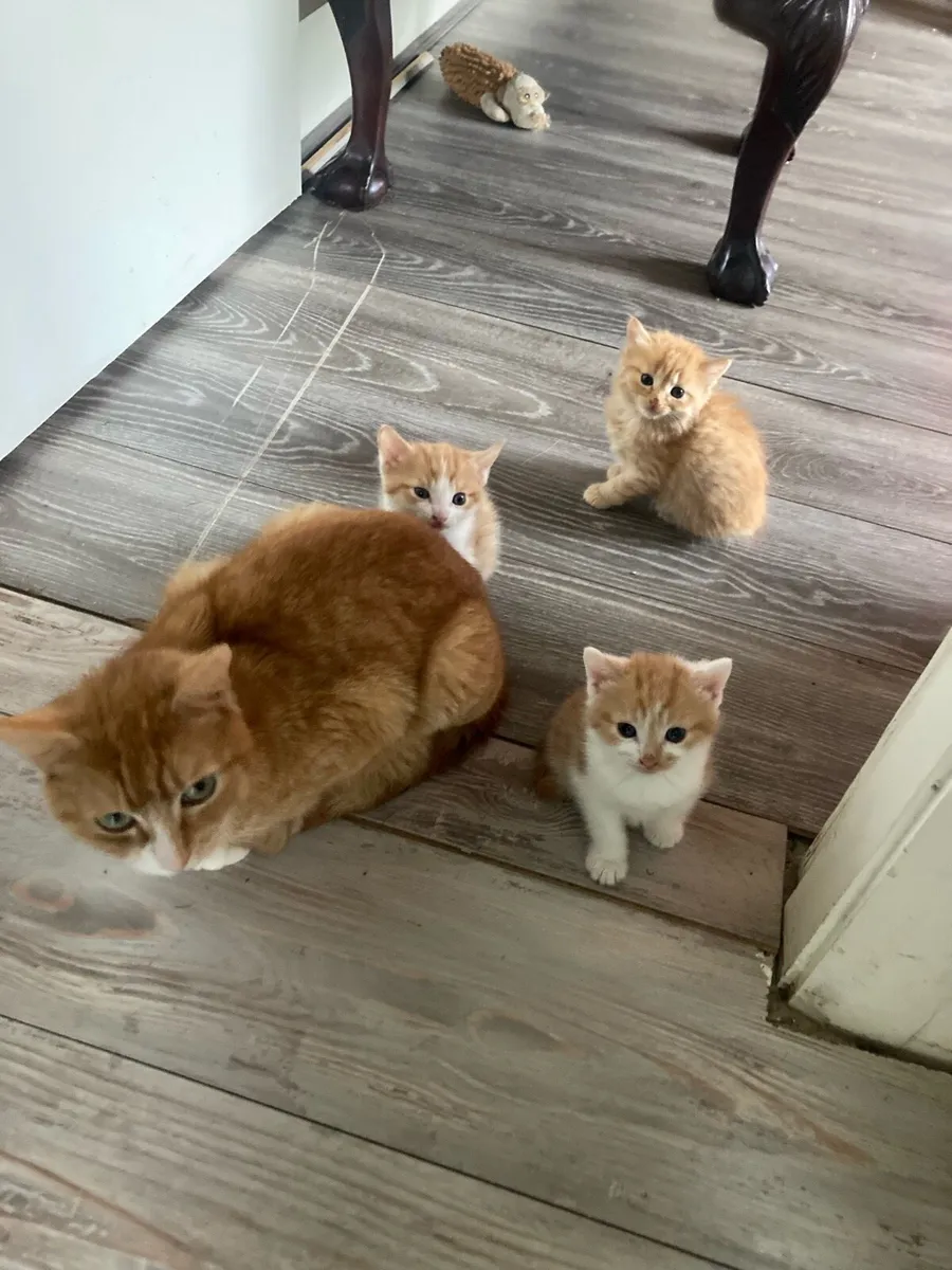 Kittens - Image 4