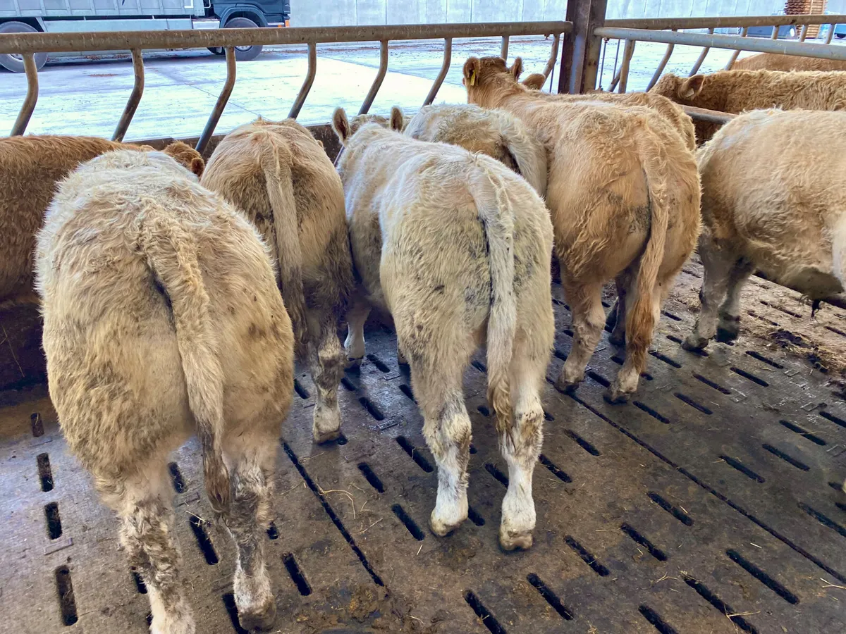 Do U Need Charolais Cattle - Image 3