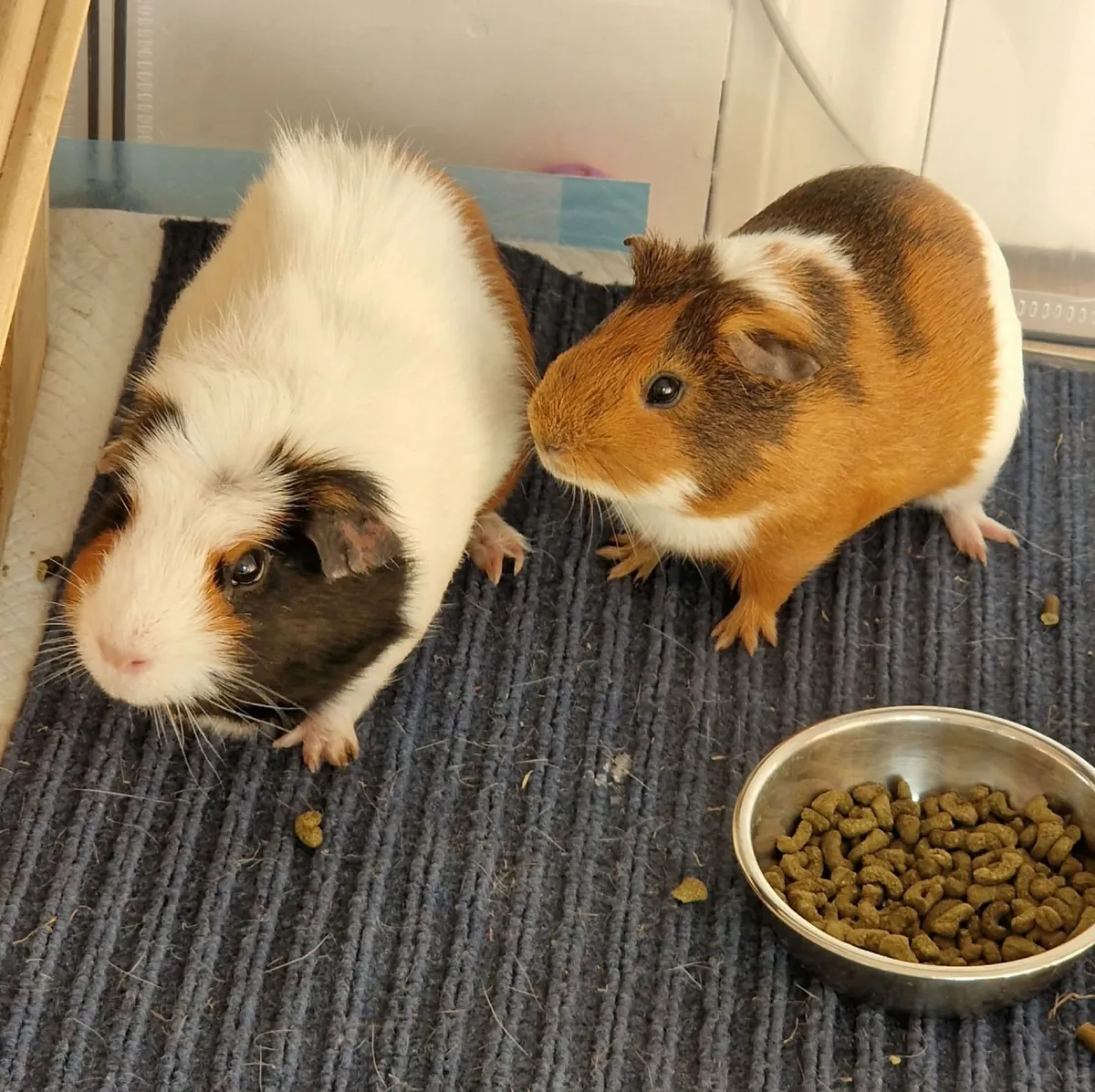 Guinea pig adoption - Image 1