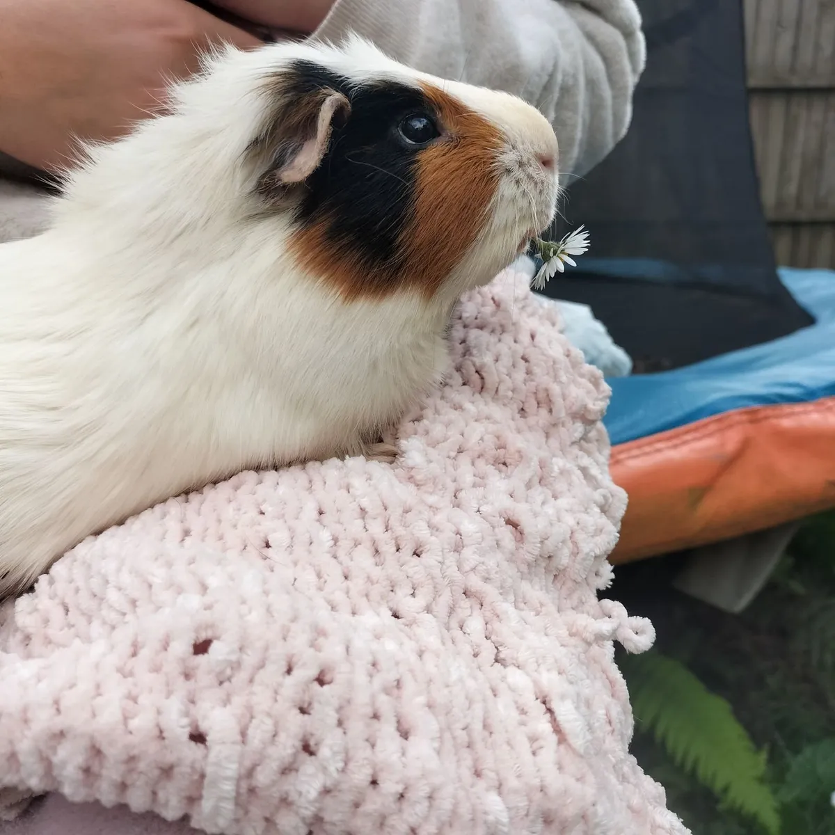 Guinea pig adoption - Image 2