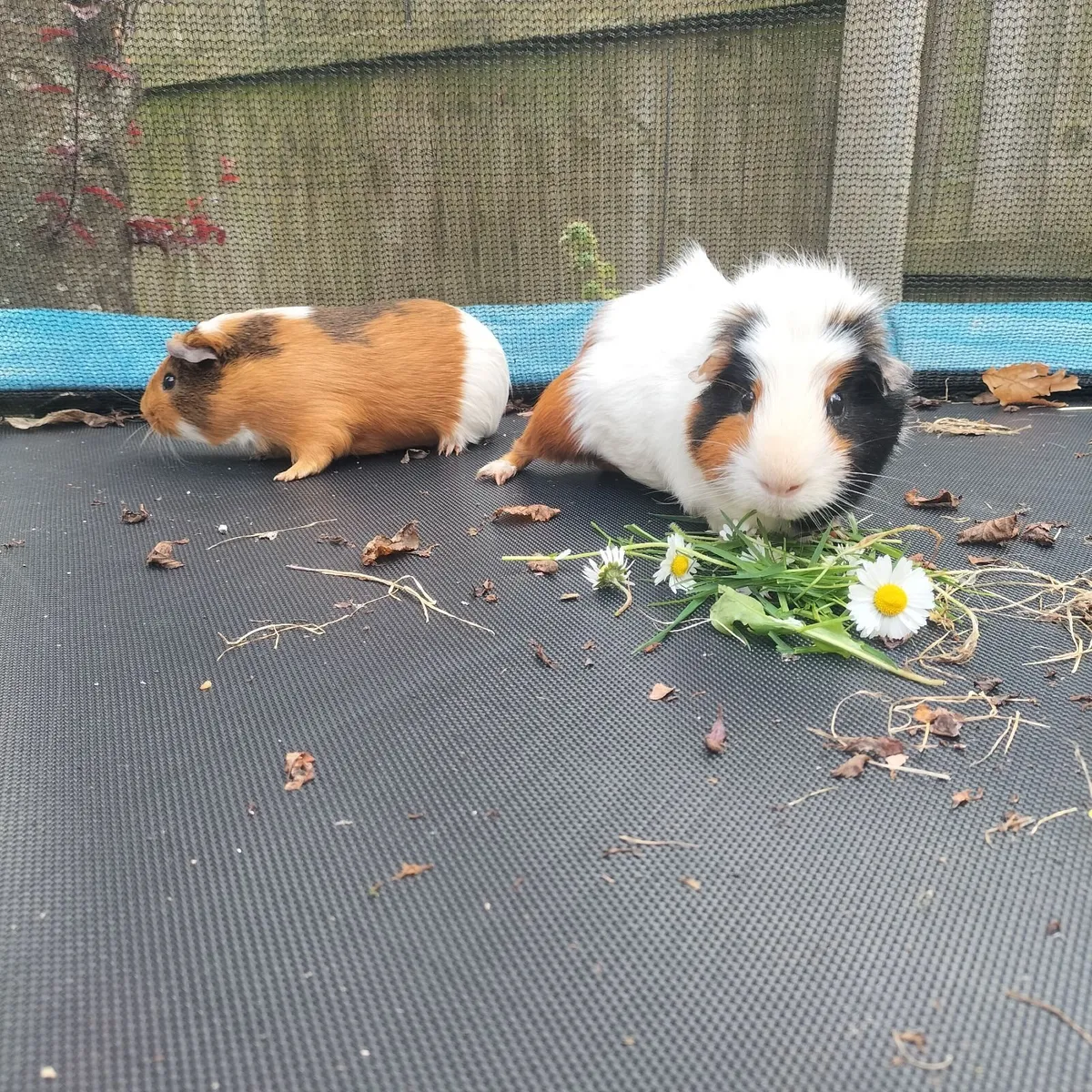 Guinea pig adoption - Image 4