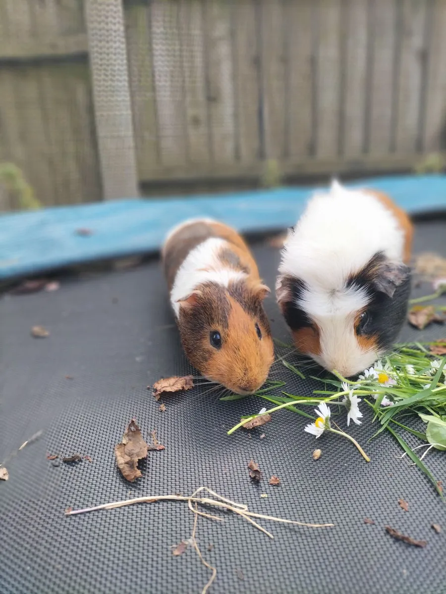 Guinea pig adoption - Image 3