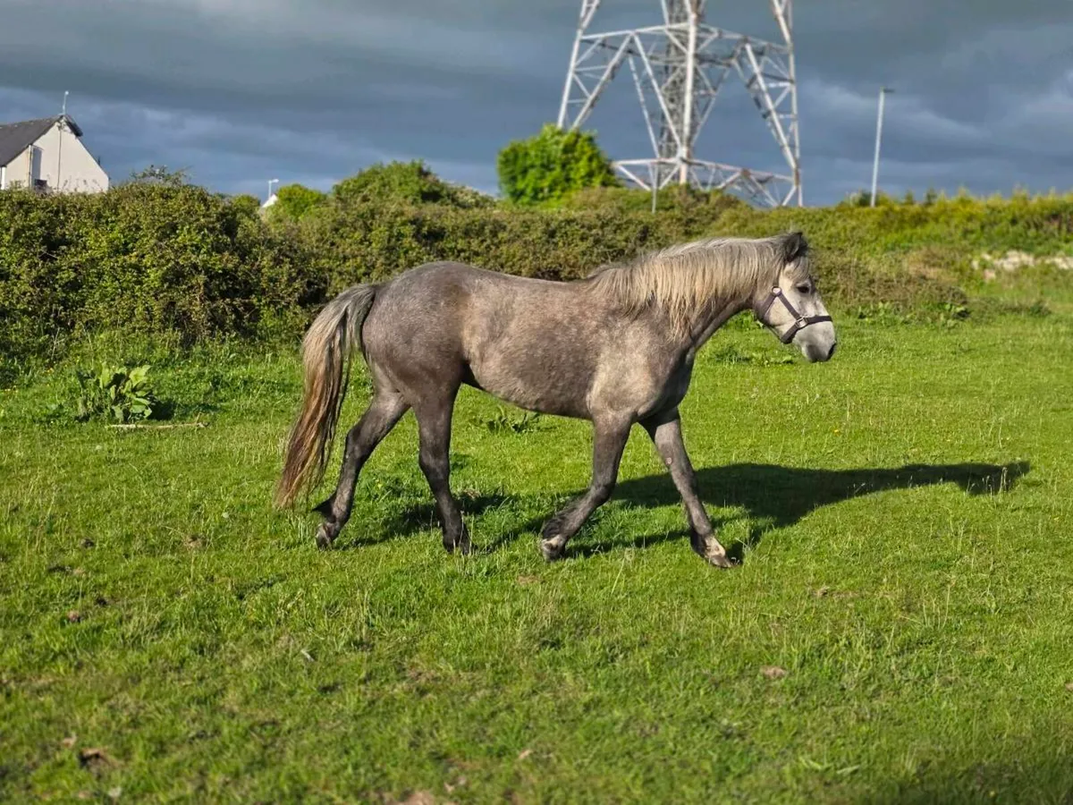 3yr old registered connemara filly - Image 1