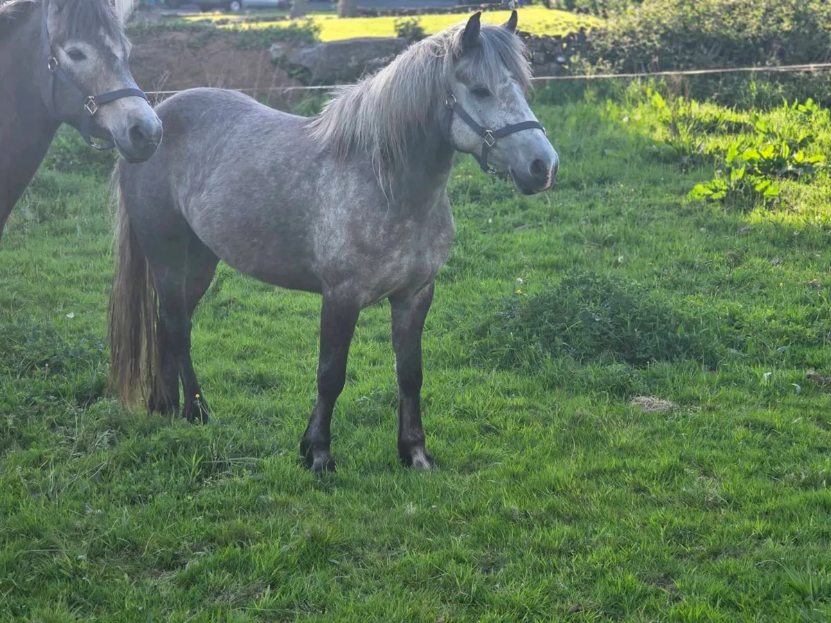 3yr old registered connemara filly - Image 2