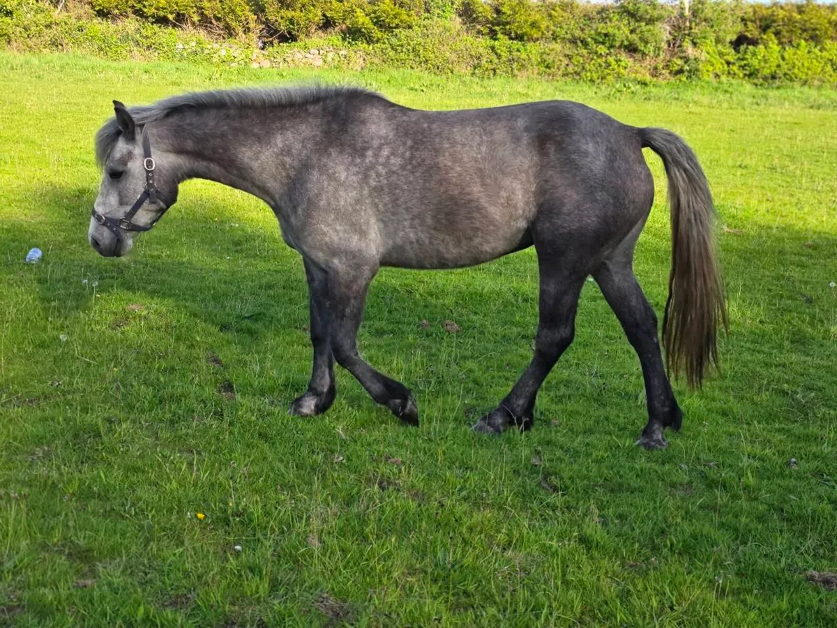 3yr old registered connemara filly - Image 4