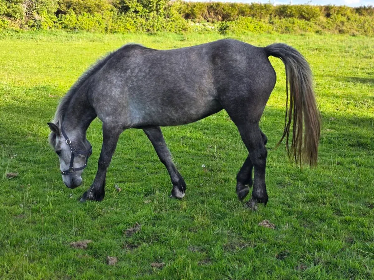 3yr old registered connemara filly - Image 3