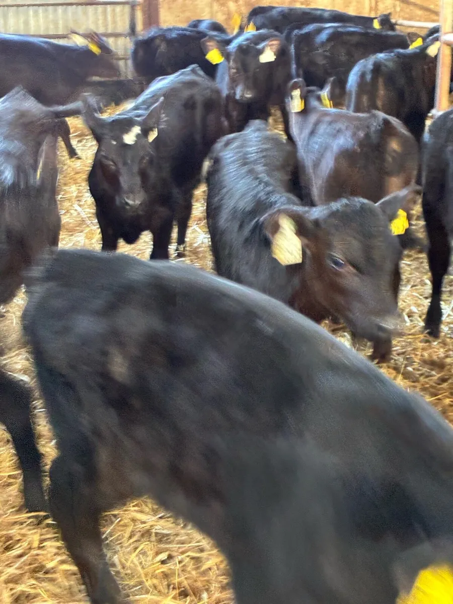 TOP QUALITY AA HEIFER CALVES 2 MONTHS OLD - Image 2