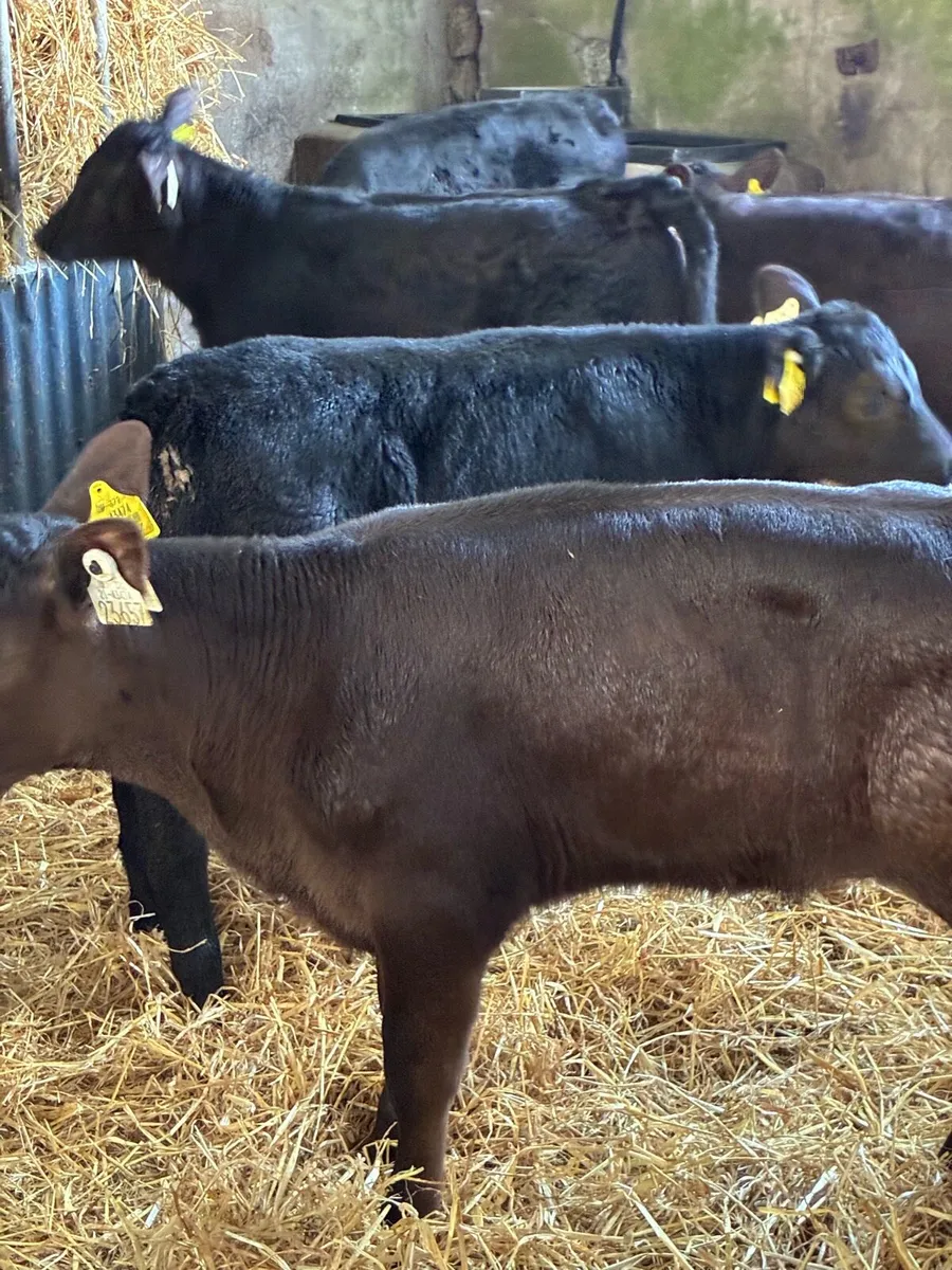 TOP QUALITY AA HEIFER CALVES 2 MONTHS OLD - Image 3