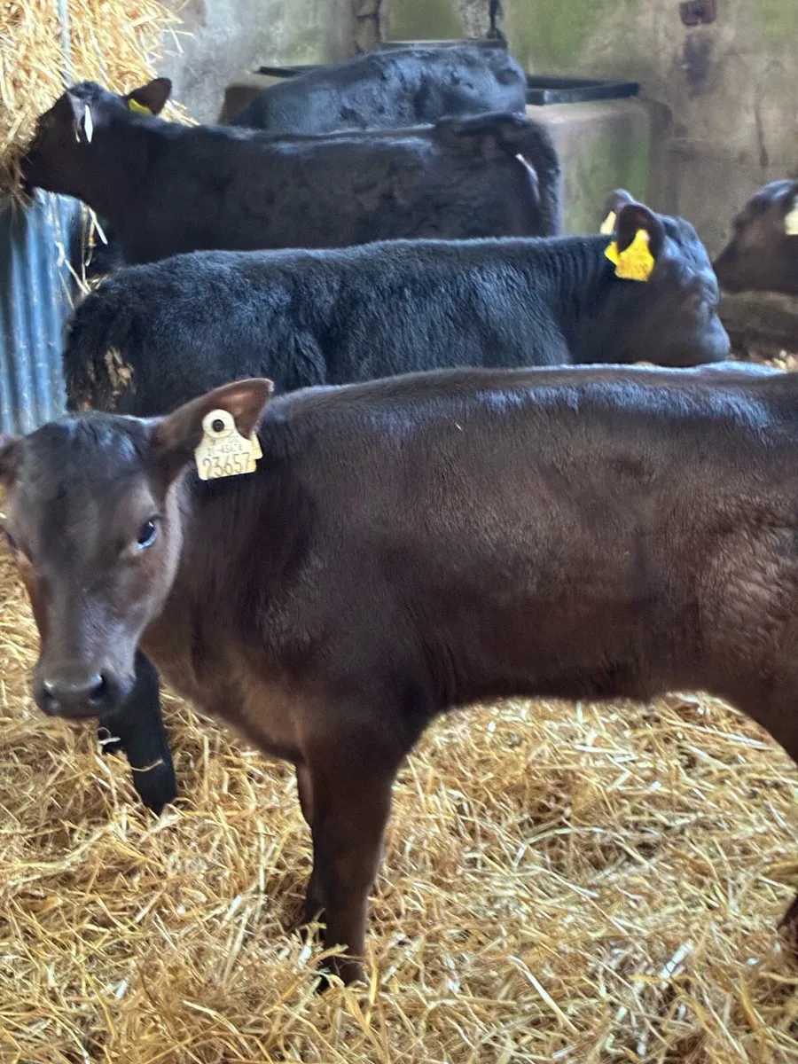 TOP QUALITY AA HEIFER CALVES 2 MONTHS OLD - Image 4