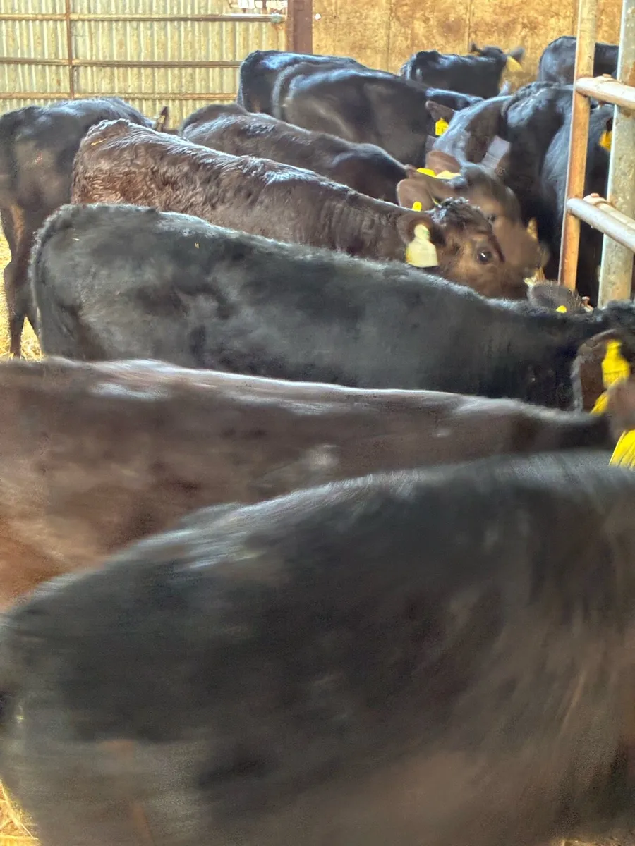 TOP QUALITY AA HEIFER CALVES 2 MONTHS OLD - Image 1
