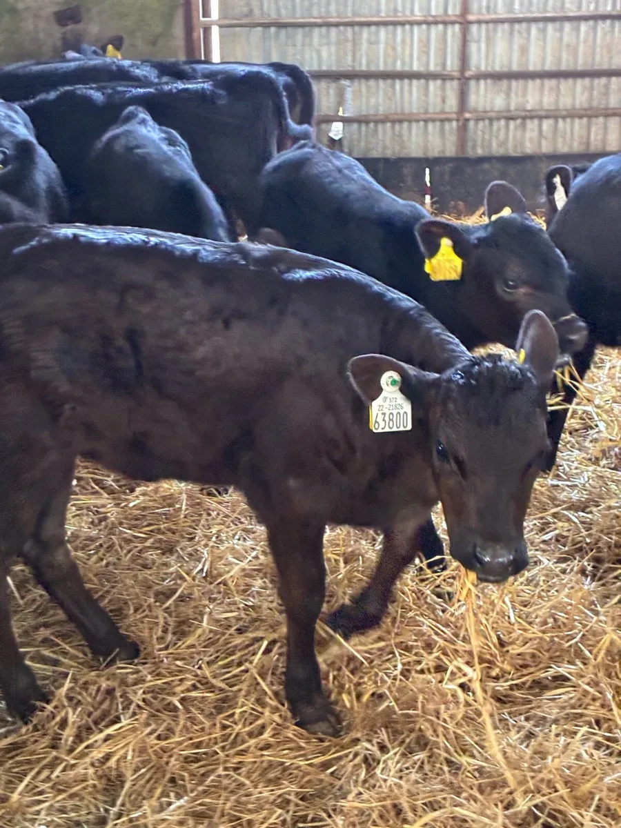 TOP QUALITY AA HEIFER CALVES 2 MONTHS OLD - Image 1