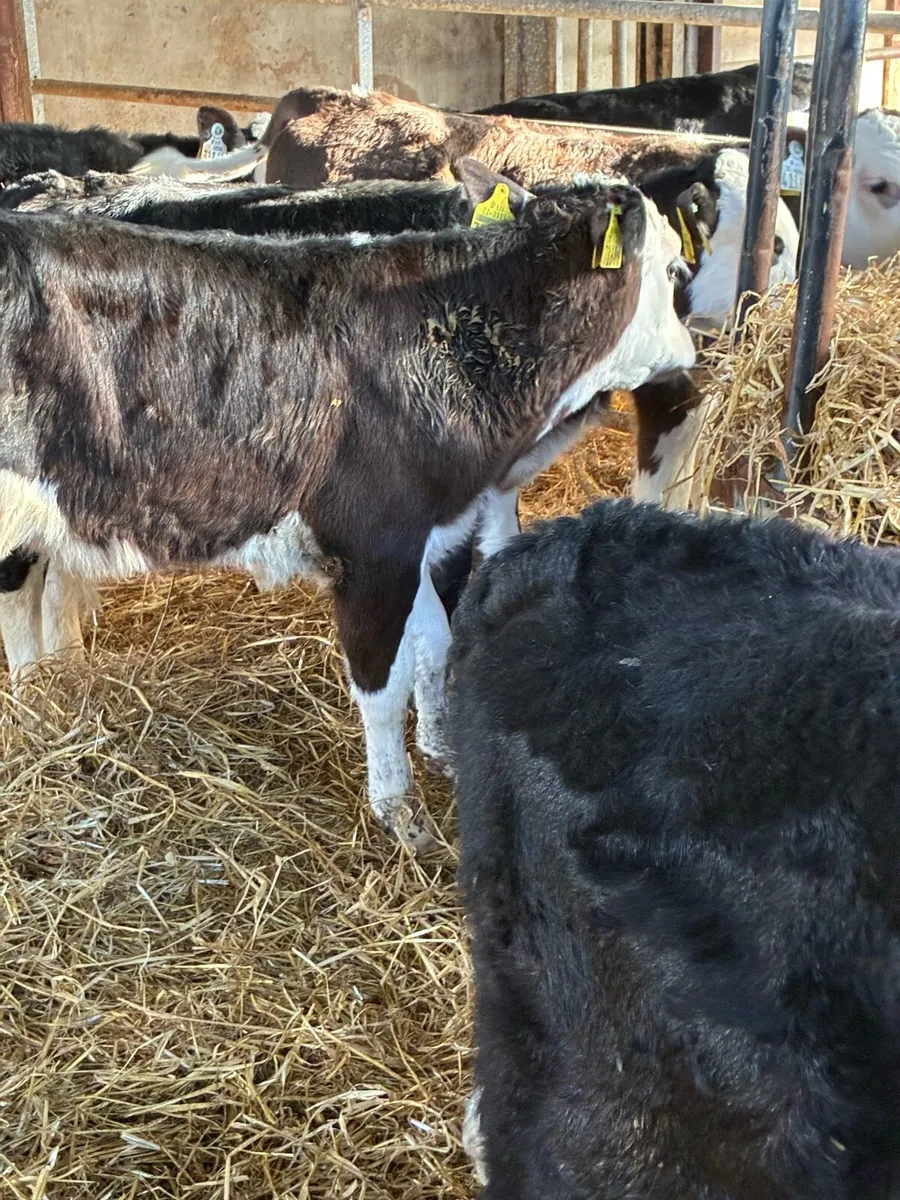 SUPER QUALITY REARED HEX BULL CALVES - Image 3