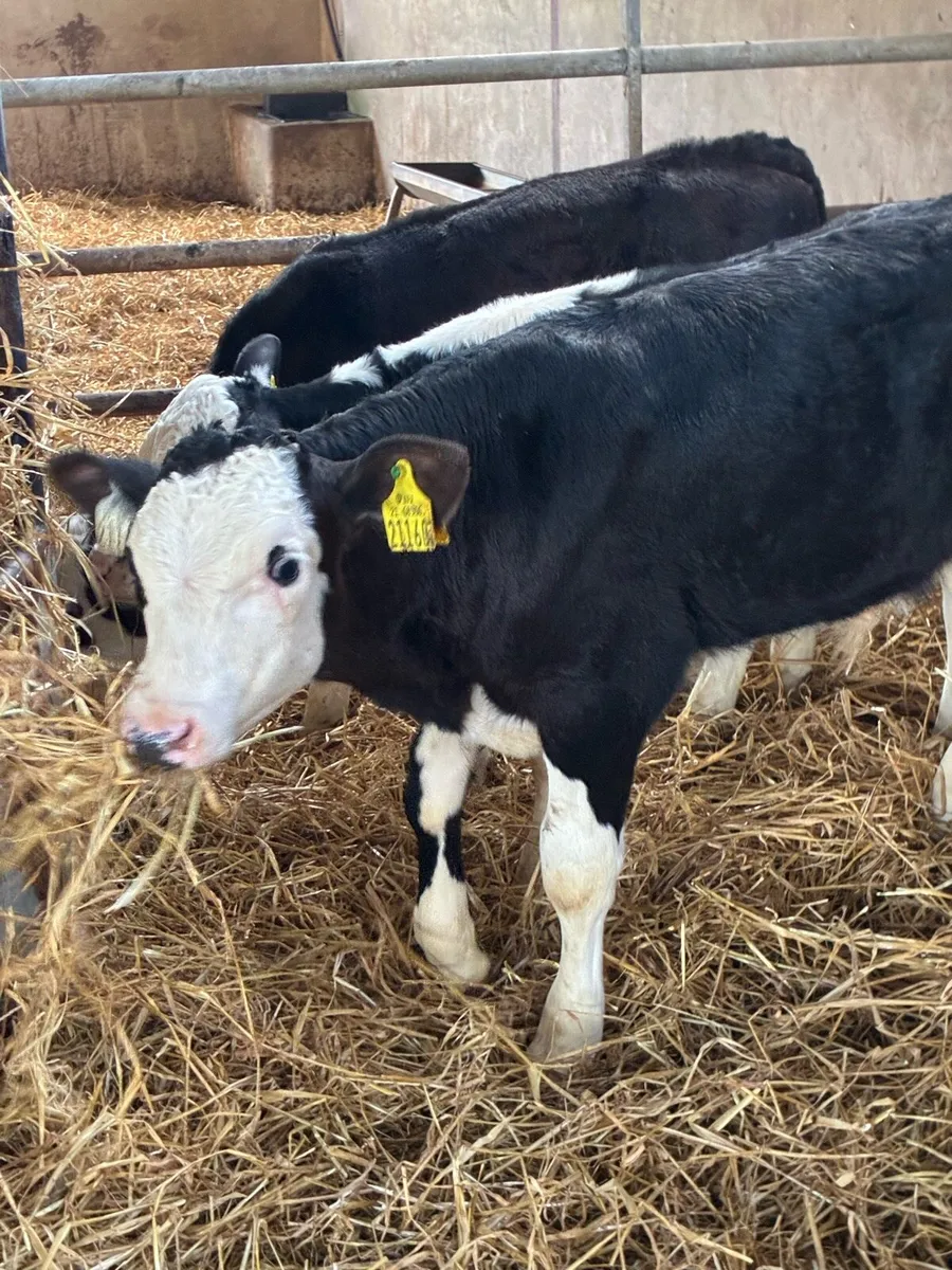 SUPER QUALITY REARED HEX BULL CALVES - Image 4