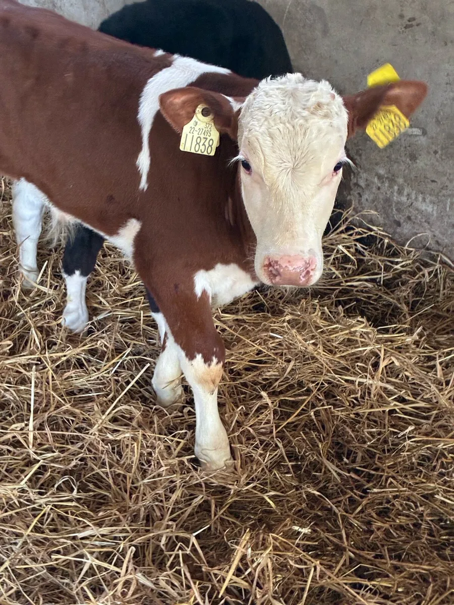 SUPER QUALITY REARED HEX BULL CALVES - Image 2